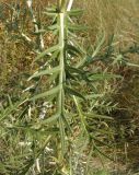 Cirsium ukranicum. Листья. Украина, Запорожский р-н, Дурная балка, разнотравная степь. 17.07.2016.