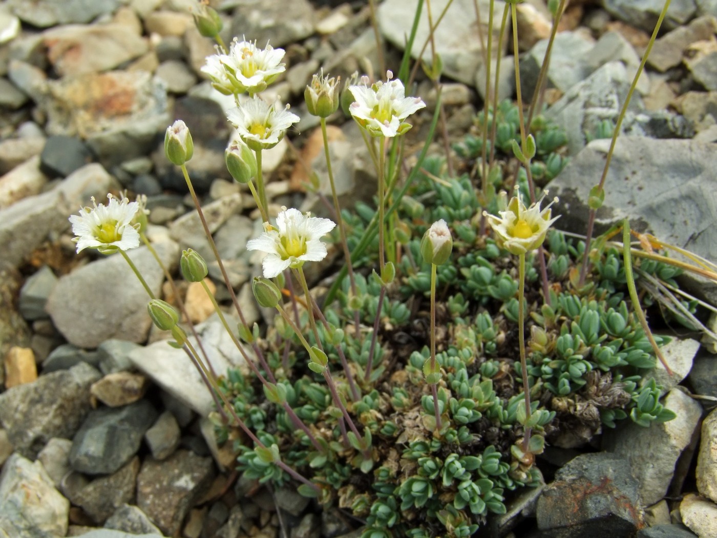 Image of Minuartia tricostata specimen.