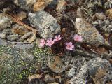 Douglasia ochotensis. Цветущее растение. Магаданская обл., окр. Магадана, пос. Снежная Долина, водораздел в бассейне р. Дукча, каменистое плато в горной тундре. 18.06.2011.