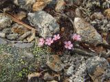 Douglasia ochotensis