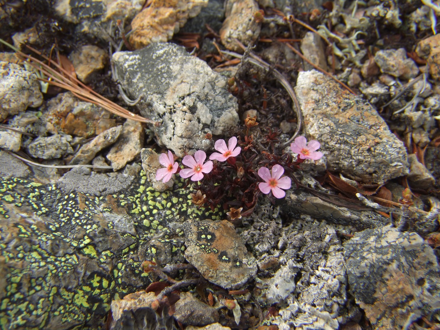 Image of Douglasia ochotensis specimen.