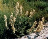 Hedysarum candidum. Цветущее растение на скальных выходах. Крым, Керченский п-ов, Опукский природный заповедник. Начало июня 2003 г.