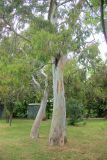 Eucalyptus viminalis
