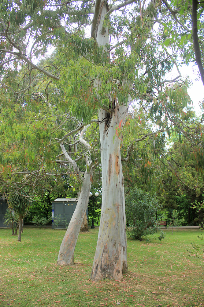 Image of Eucalyptus viminalis specimen.