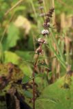 Mentha canadensis
