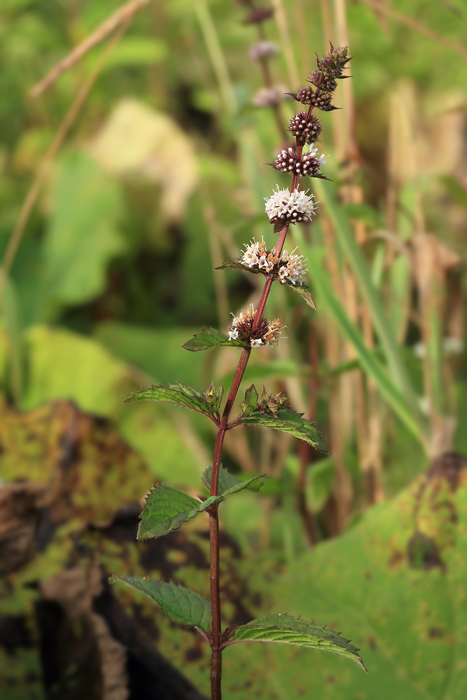 Image of Mentha canadensis specimen.