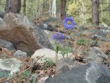 Pulsatilla regeliana