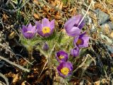 Pulsatilla multifida. Цветущие растения. Магаданская обл., окр. Магадана, бухта Гертнера, крутой скалистый склон над морем. 01.06.2008.