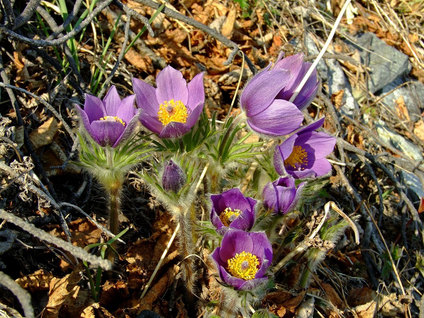 Изображение особи Pulsatilla multifida.