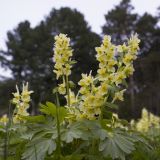 Corydalis bracteata