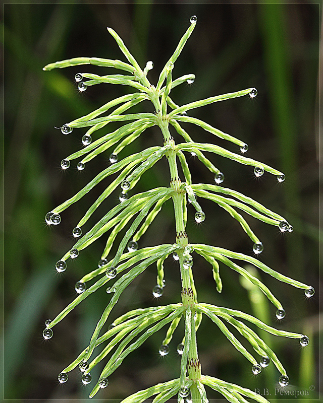 Изображение особи Equisetum pratense.