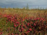 Chamaepericlymenum suecicum. Плодоносящие растения с листьями в осенней окраске. Магаданская обл., г. Магадан, окр. мкр-на Автодром, заброшенное поле. 09.09.2015.