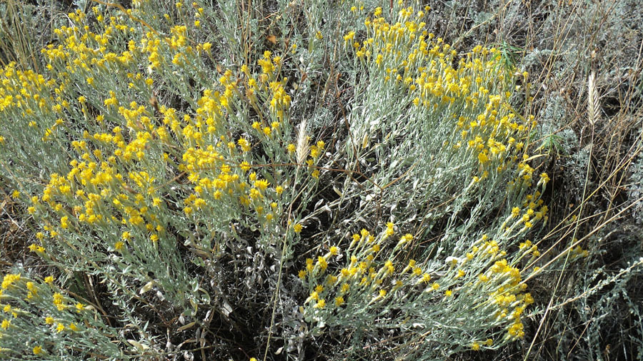 Image of Galatella villosa specimen.