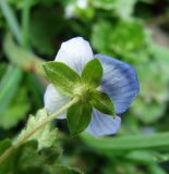 Veronica persica