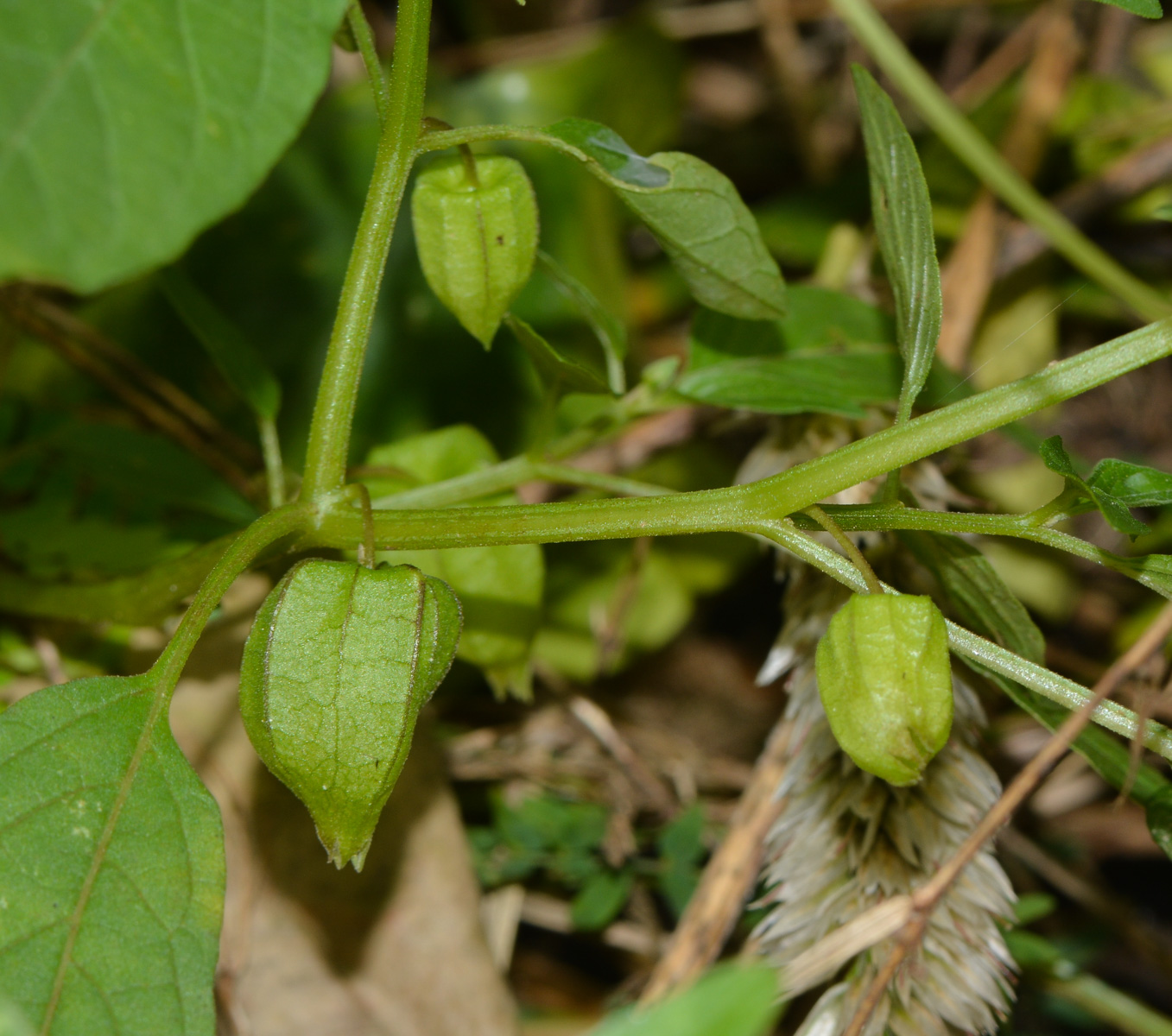 Изображение особи Physalis angulata.