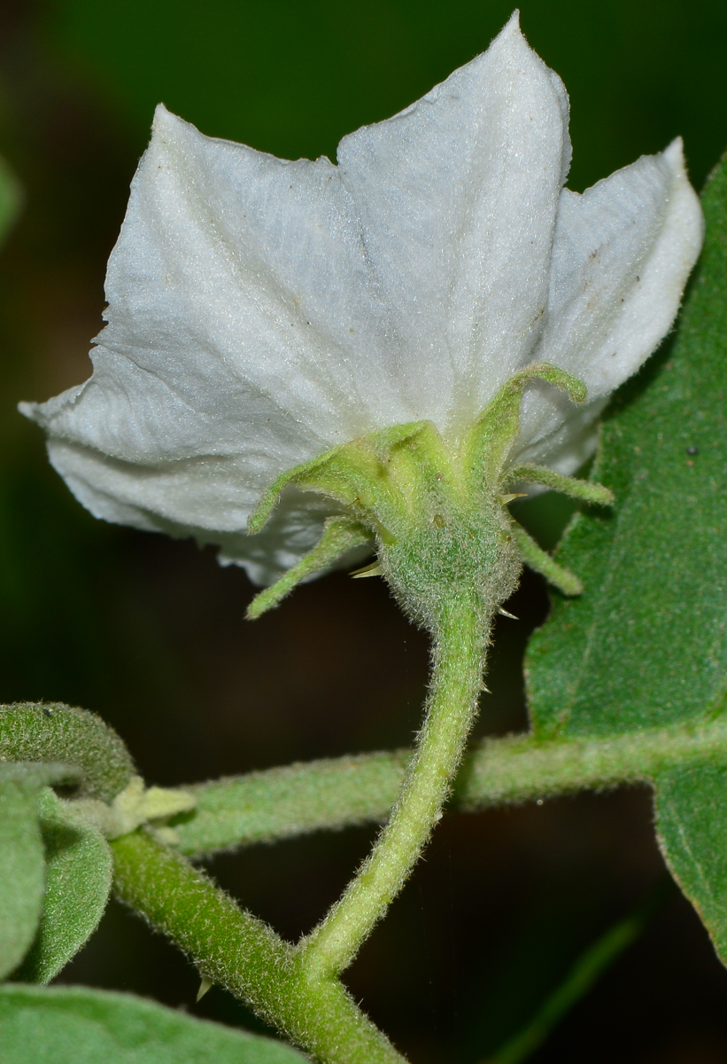 Изображение особи Solanum undatum.