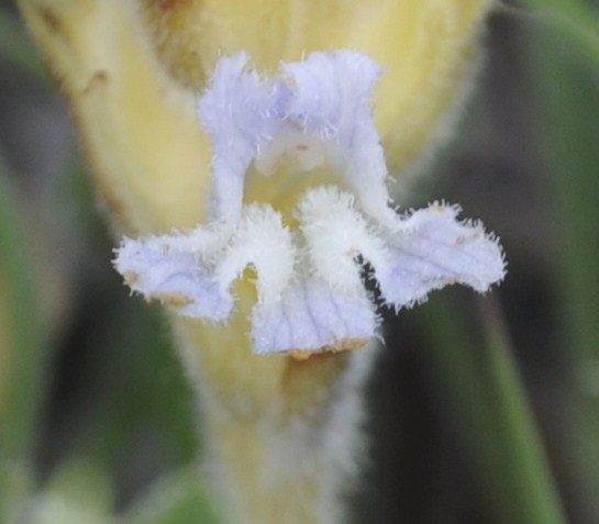 Image of Phelipanche nana specimen.