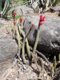 Borzicactus samaipatanus