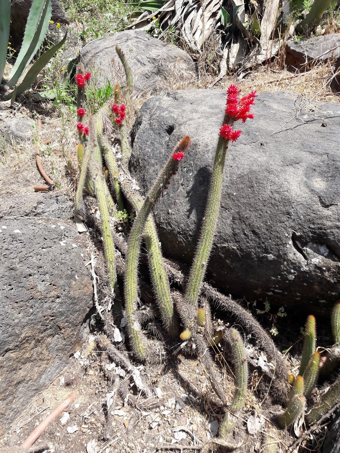 Изображение особи Borzicactus samaipatanus.