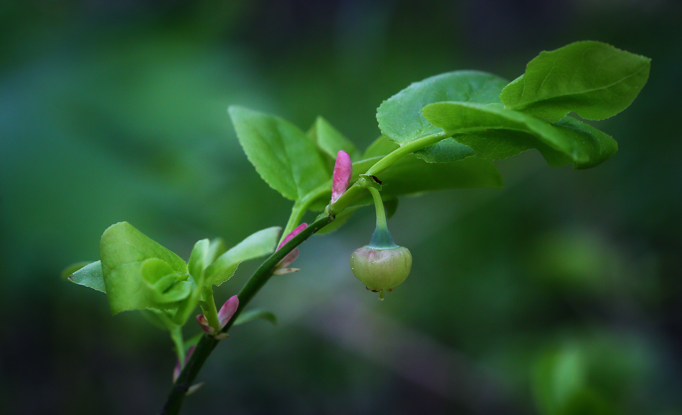 Image of Vaccinium myrtillus specimen.