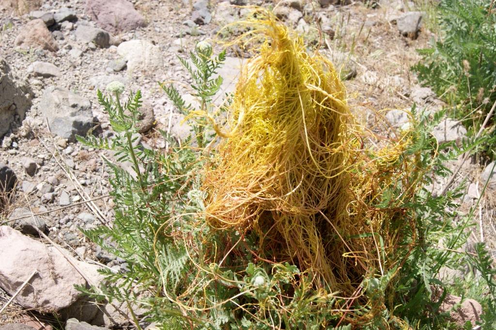 Image of genus Cuscuta specimen.