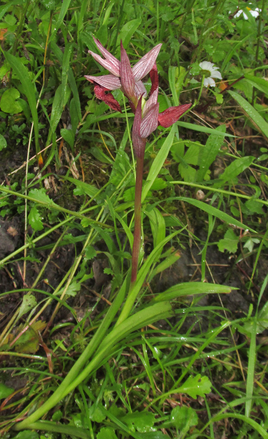 Изображение особи Serapias orientalis ssp. feldwegiana.