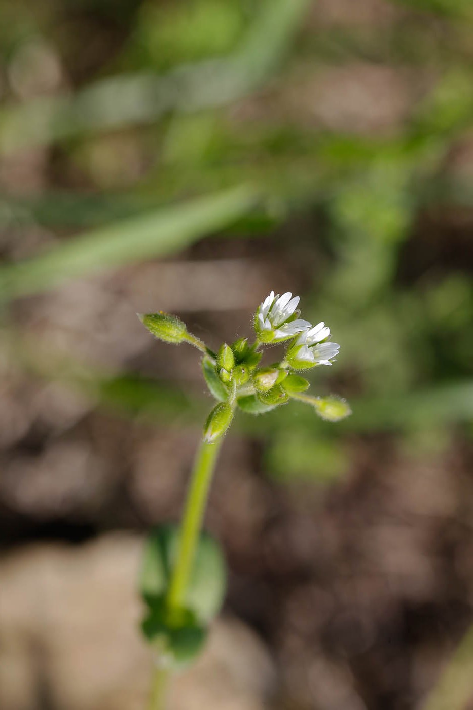 Image of Cerastium holosteoides specimen.