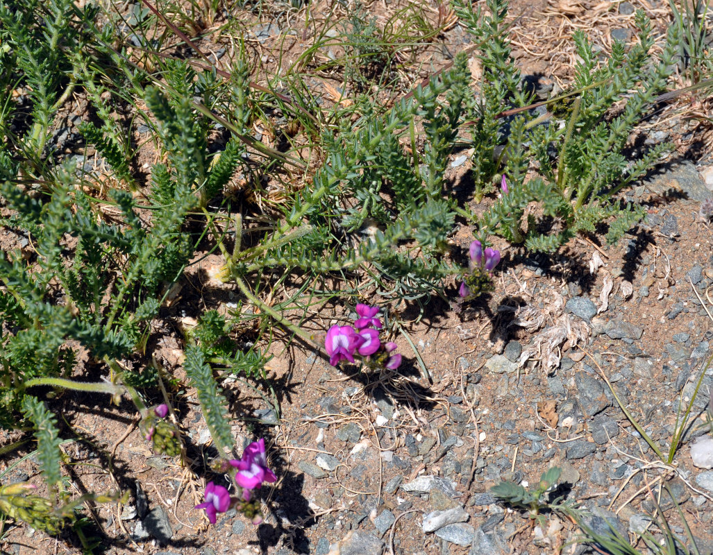 Image of Oxytropis trichophysa specimen.