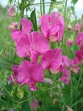 Lathyrus tuberosus