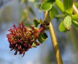 Salix babylonica