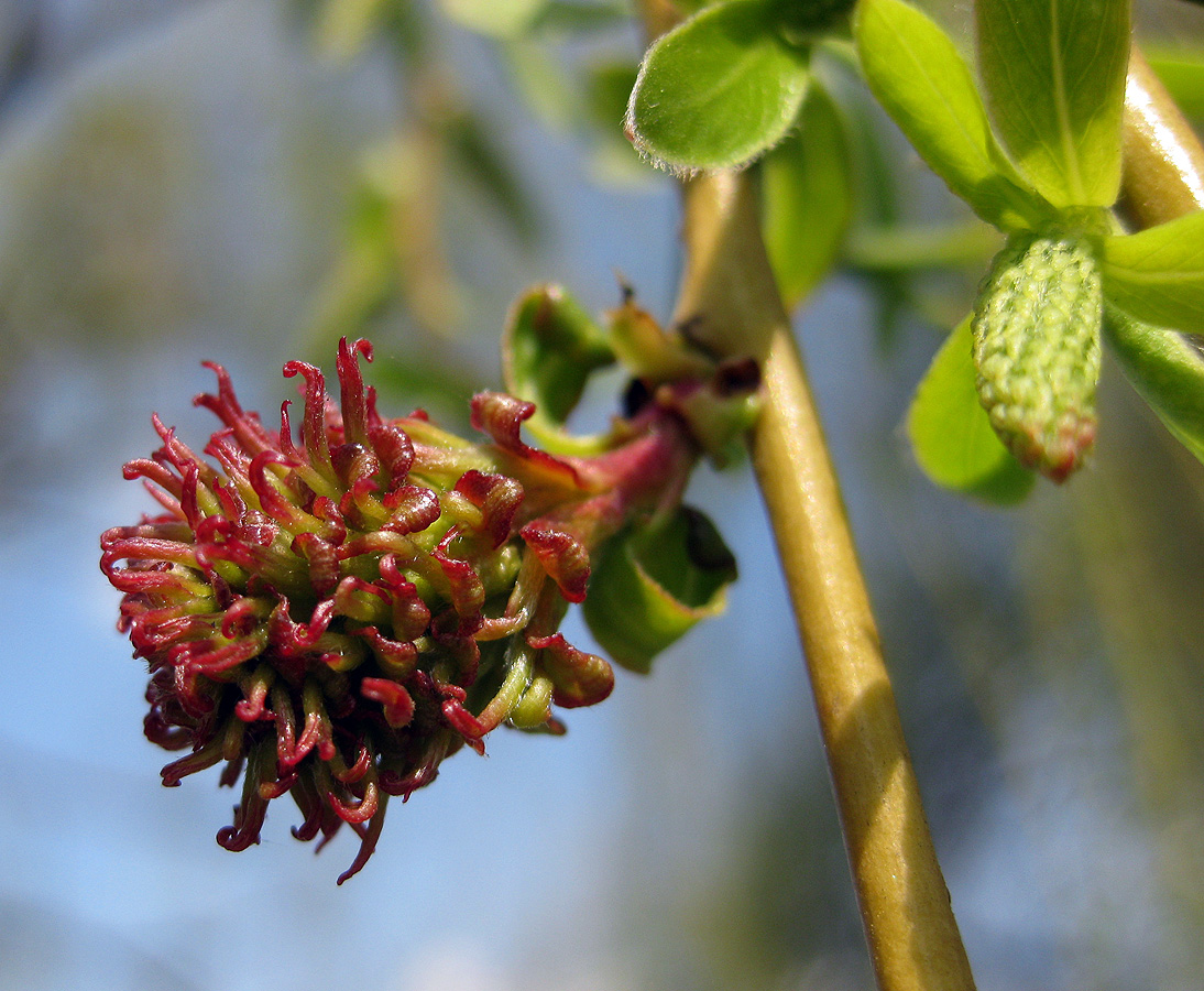 Изображение особи Salix babylonica.