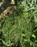 Asphodeline liburnica