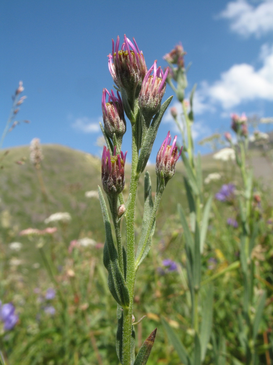 Image of Galatella villosula specimen.