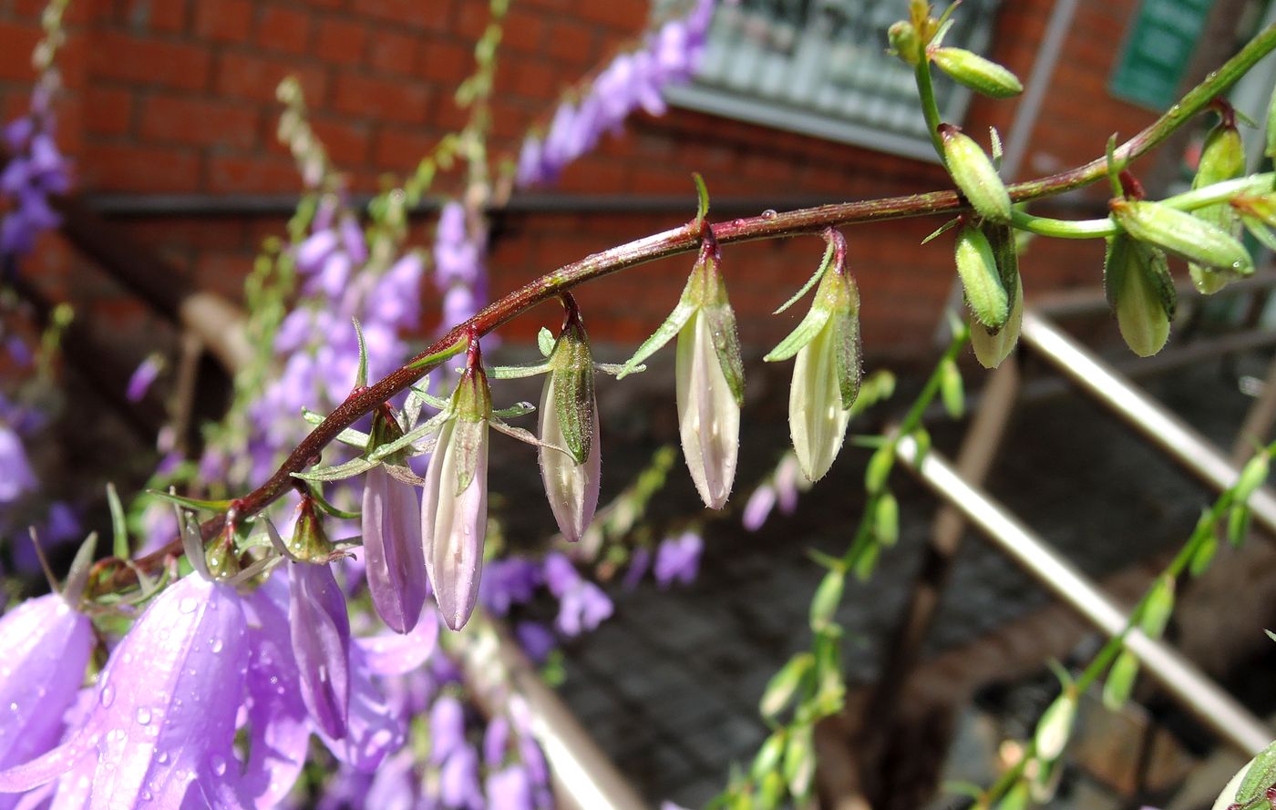 Изображение особи Campanula rapunculoides.