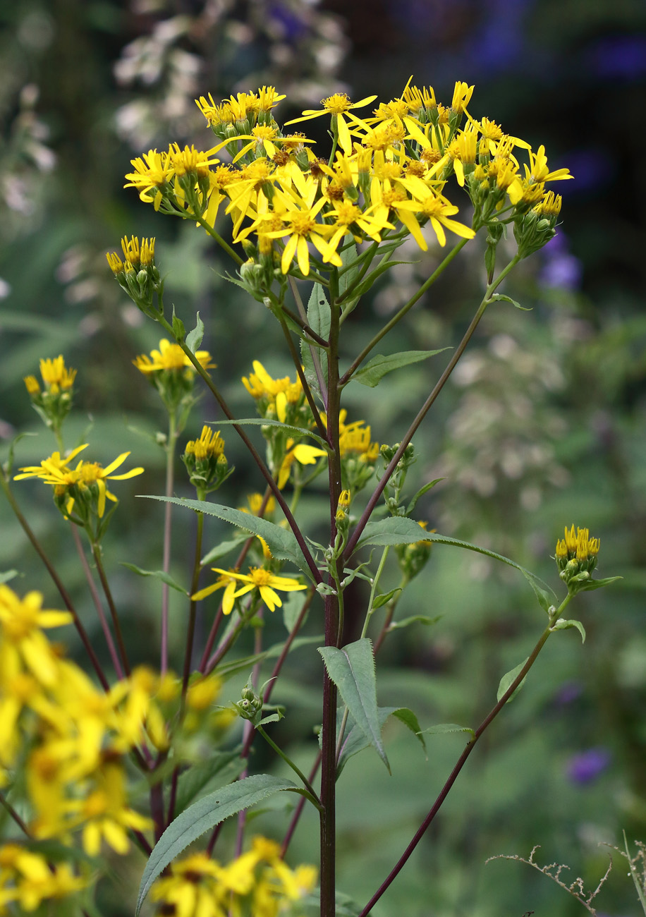 Изображение особи Senecio nemorensis.