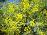 Acacia chinchillensis. Побеги с соцветиями. Австралия, г. Брисбен, ботанический сад. 07.08.2016.