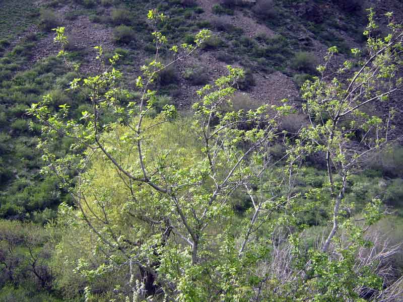 Image of Acer semenovii specimen.