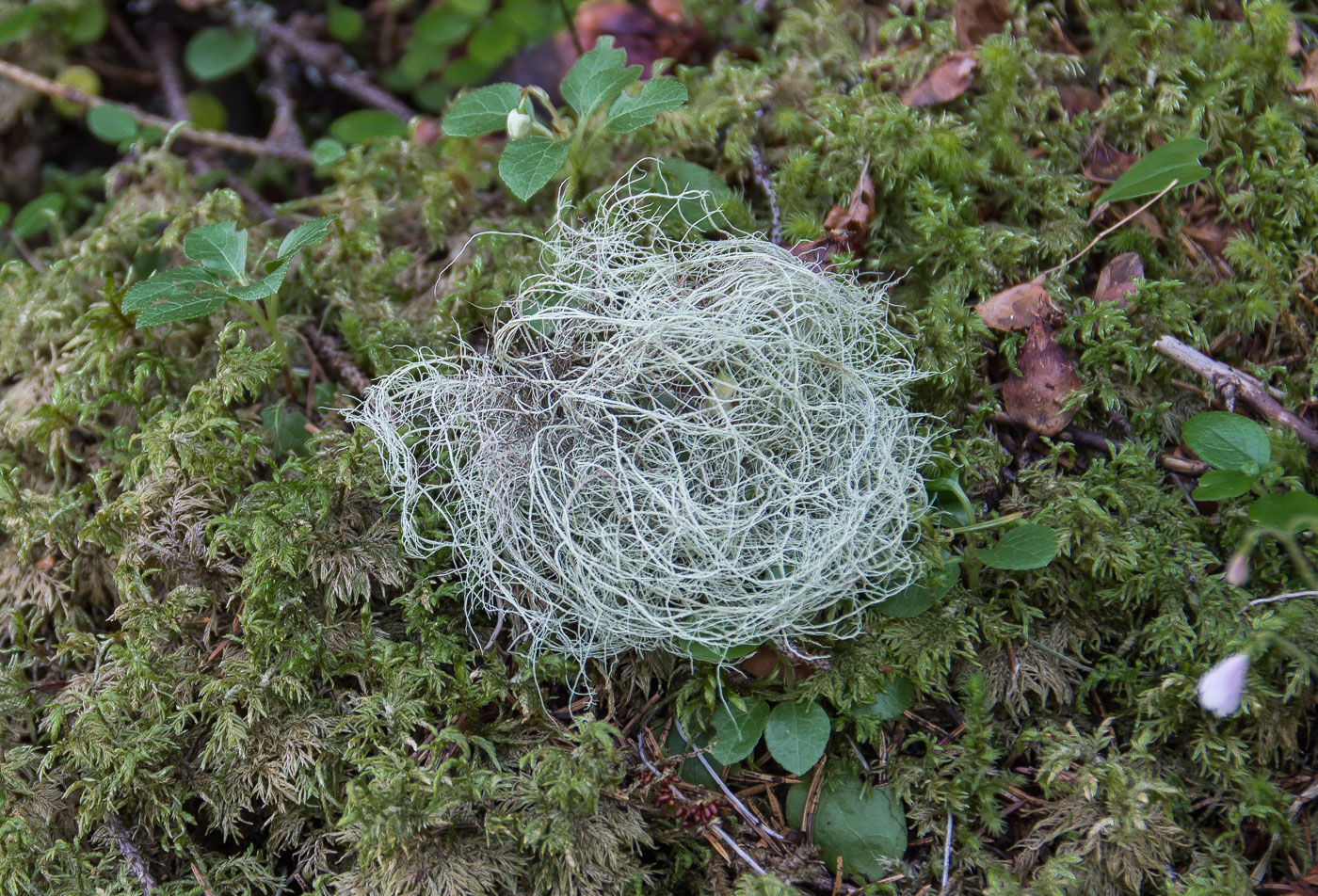 Image of genus Usnea specimen.