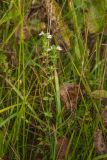 Euphrasia fennica