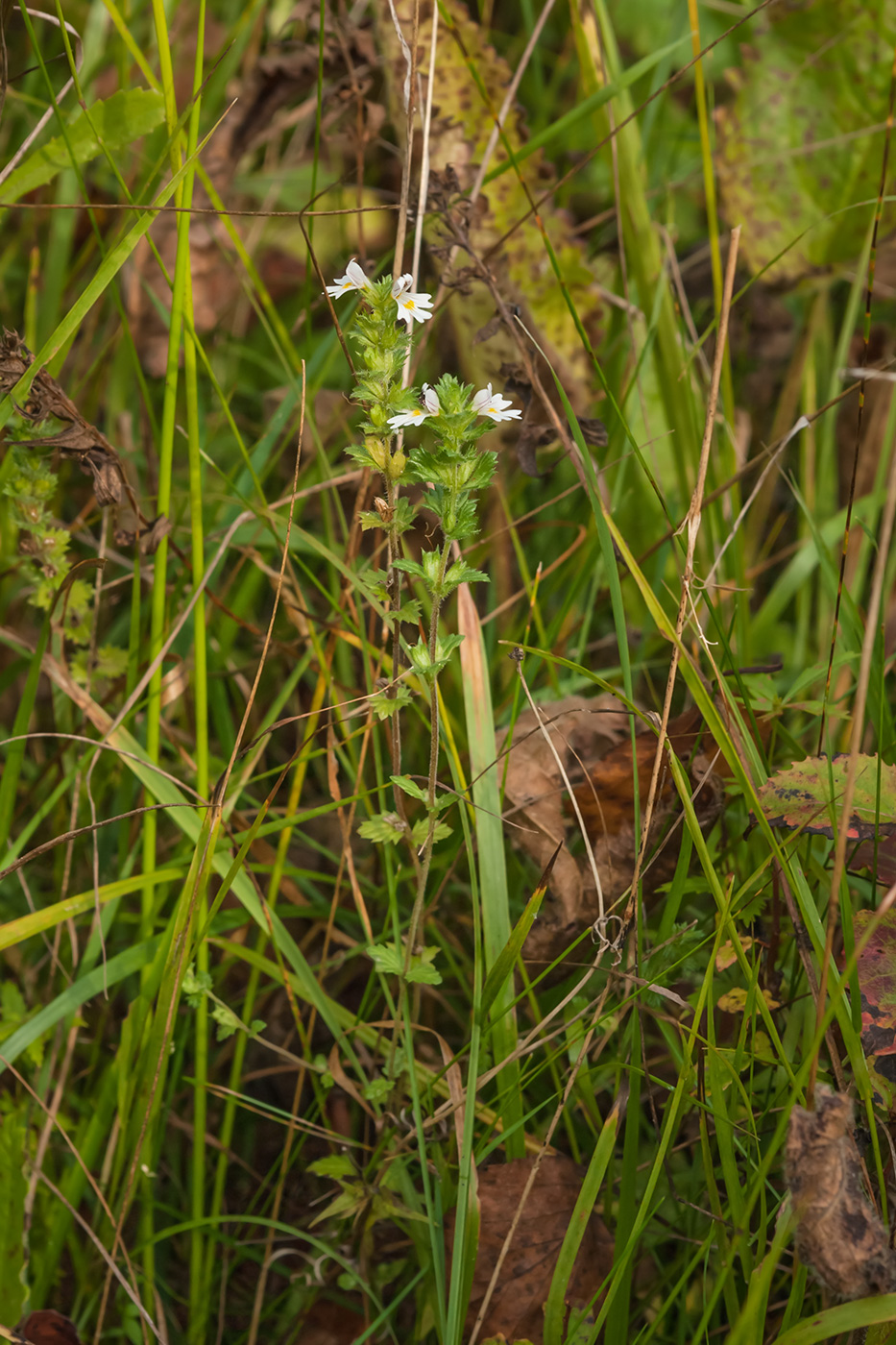 Изображение особи Euphrasia fennica.