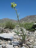 Erysimum canescens