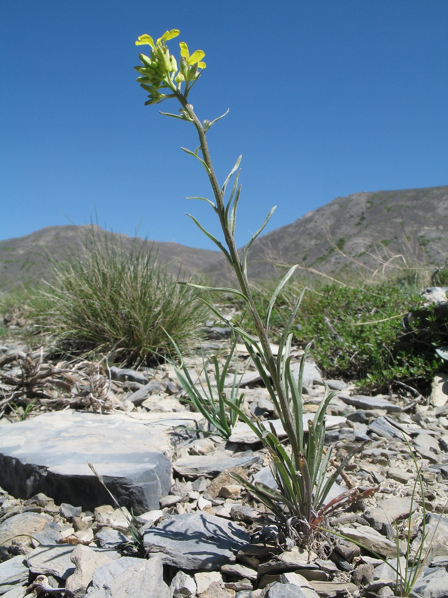 Image of Erysimum canescens specimen.