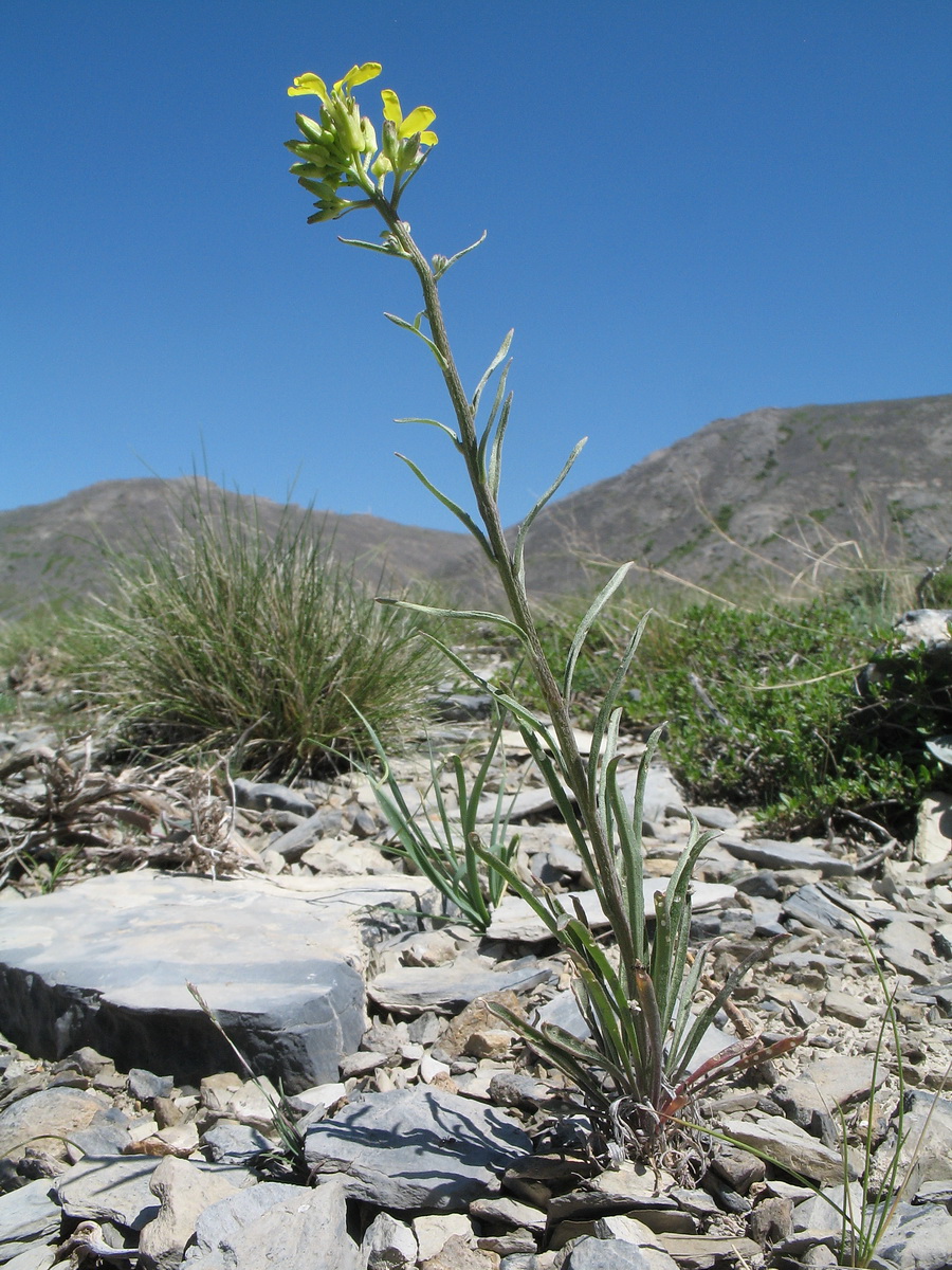 Изображение особи Erysimum canescens.