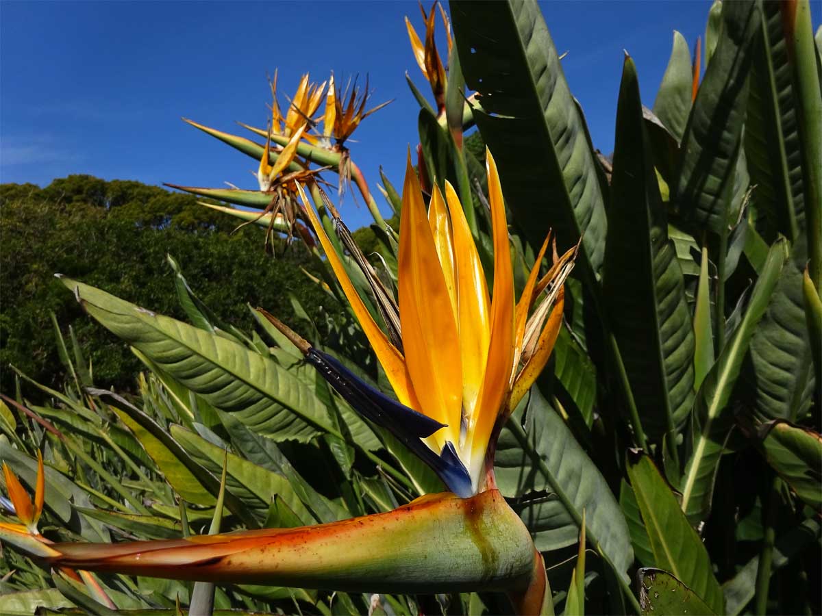 Изображение особи Strelitzia reginae.