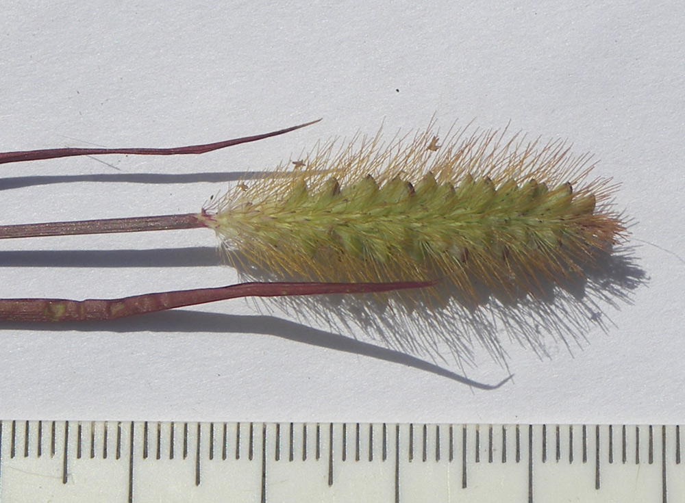 Image of Setaria pumila specimen.