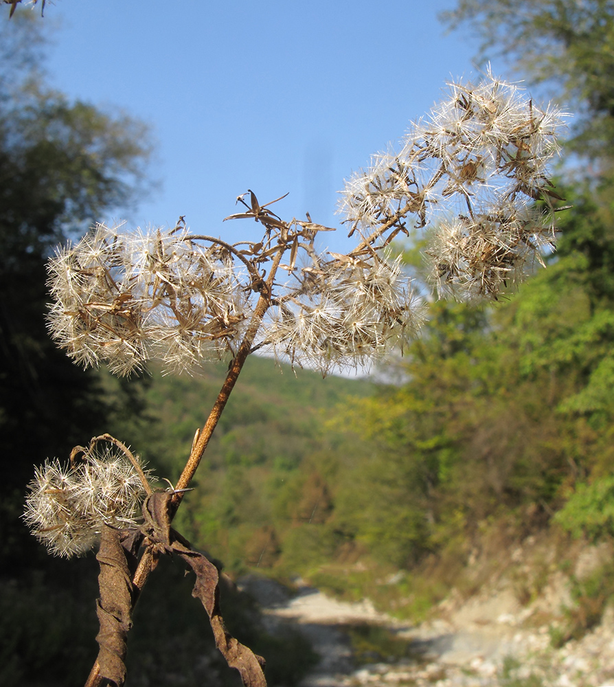 Image of Eupatorium cannabinum specimen.