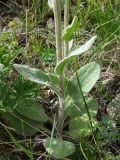 Tephroseris integrifolia. Нижняя часть побега. Магаданская обл., Ольский р-н, окр. пос. Атарган, крутой приморский склон со скальными выходами. 06.07.2017.