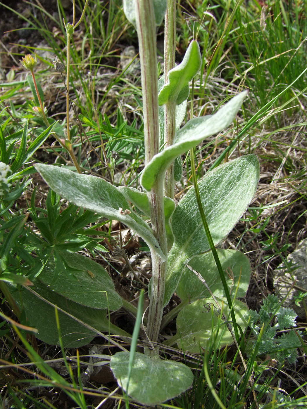 Изображение особи Tephroseris integrifolia.