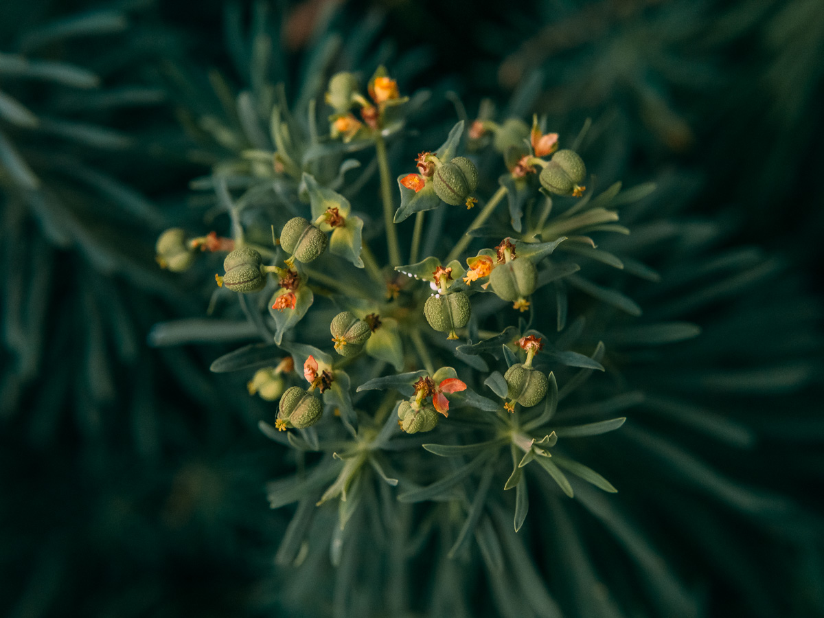 Image of Euphorbia cyparissias specimen.