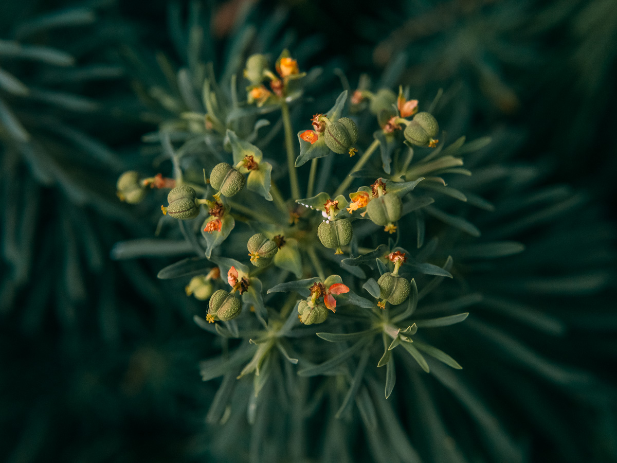 Изображение особи Euphorbia cyparissias.